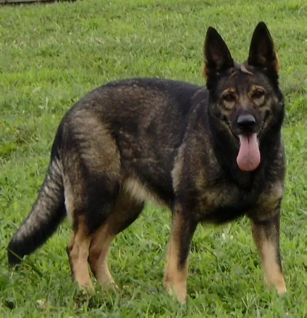 Gesi spod Skorusinej