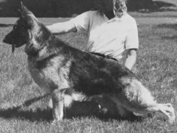 Von Saar's Silhouette