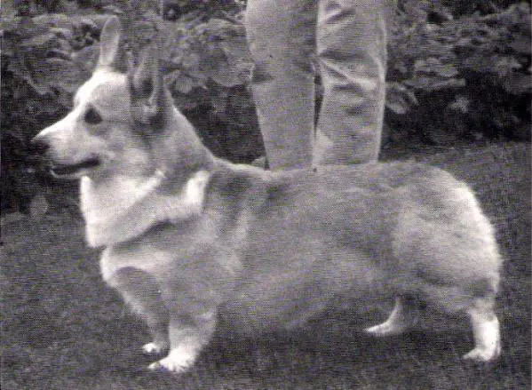ENG CH Hildenmanor Crown Prince