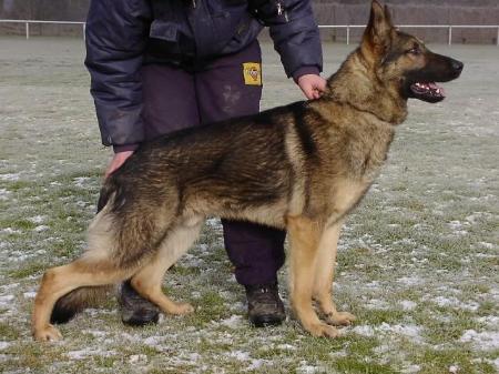 SG Aragon von Di Caprio