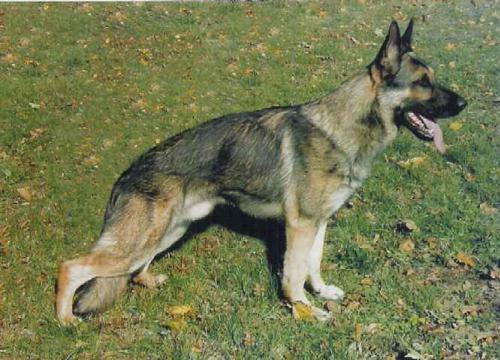 FCI, WUSV, CACT(CZ), Remus Chmelovy kvitek