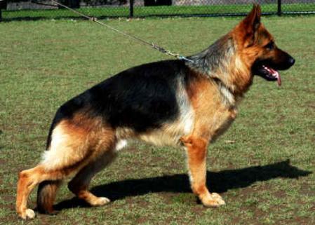 VA (US) Gorbi vom Kirchenwald