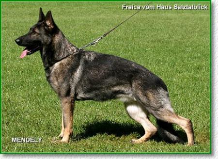 V Freica vom Haus Salztalblick