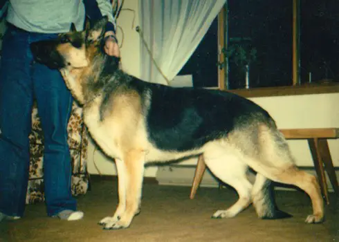 Timo von Langenhornergrund (Ger)