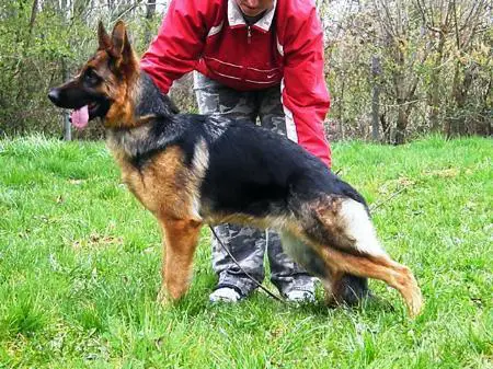 SG.1. Meleghegyi Örzö Barbi