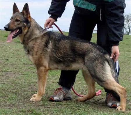 Daila Zitavska Dolina