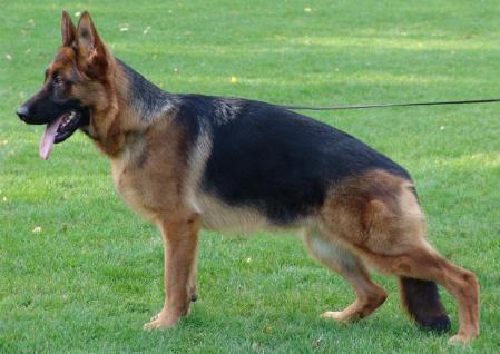 V Fraya vom Ritterberg