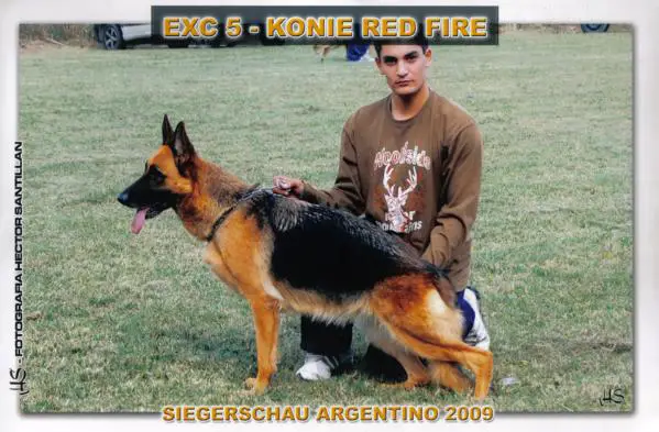 EX-5 SIEGER 2009 Konie red fire