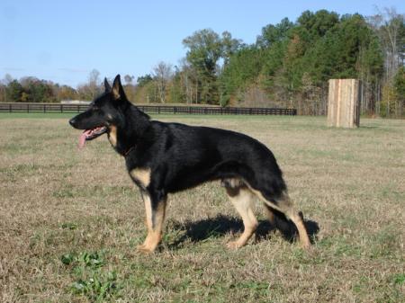 SG Archer Von Stone Haus