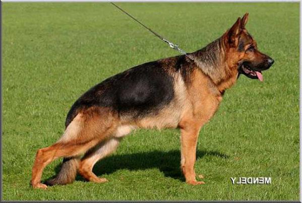 V1 Astor vom Bad Wäldle