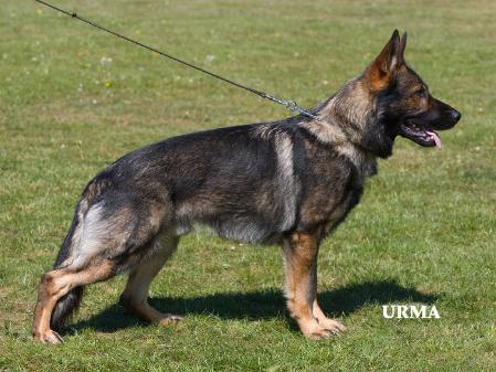 SG Hunter vom fixen Dutt