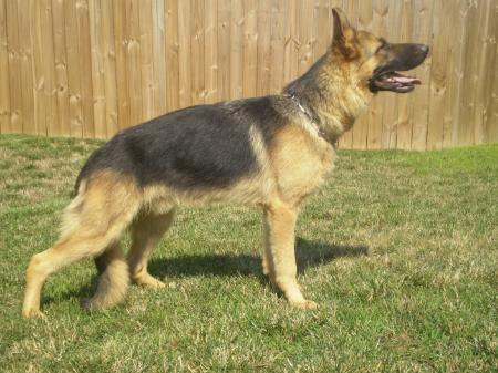 Enzi vom Bärenberg-Burgdorf