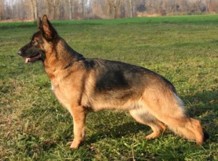 Jenny vom Gedersberg