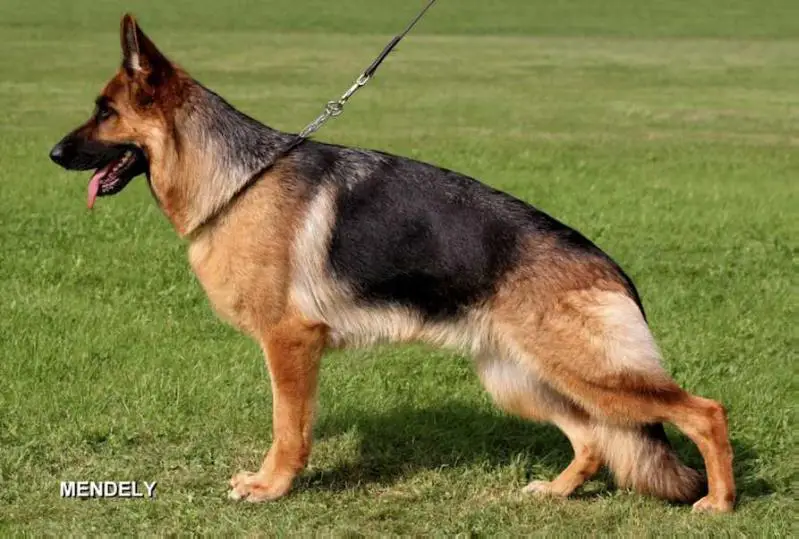 VA5 Dola vom Bergmannshof