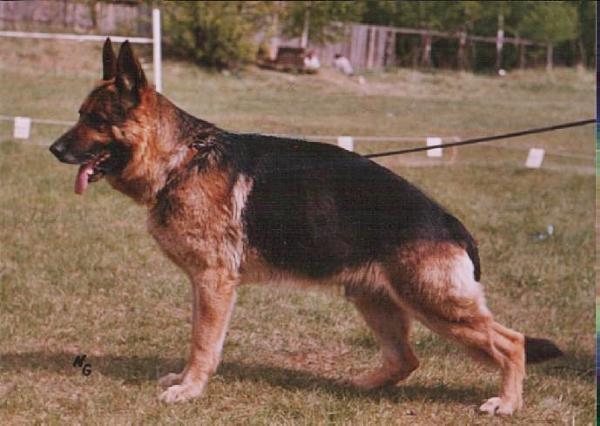 Lesko vom Neuen Berg