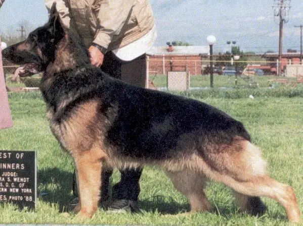 CH (US) Jeenellyn's Buffalo Bill