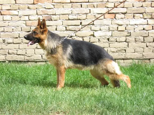 Roma vom haus Milesevac