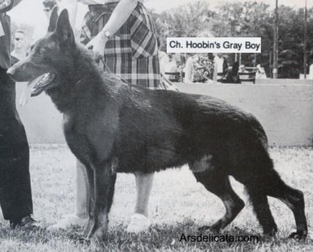 CH (US) Hoobin's Gray Boy