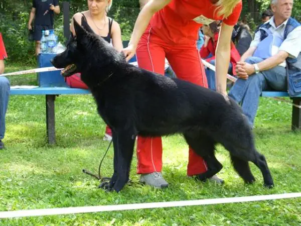 Yvan vom Arolser Holz