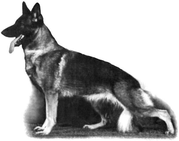 SEL CH (US) Ardric's QT of Dia Hill