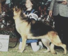 Wildwood's Highlander