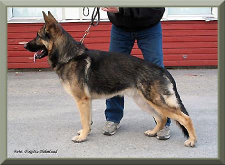 KORAD Norpatorps Poker