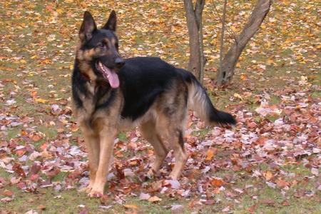 CKC Loki of Derenhaus