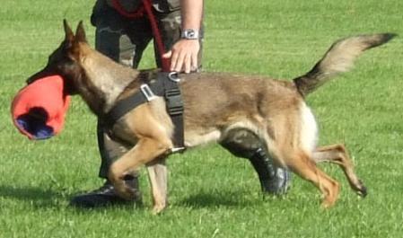 Stella vom Gunscrossed