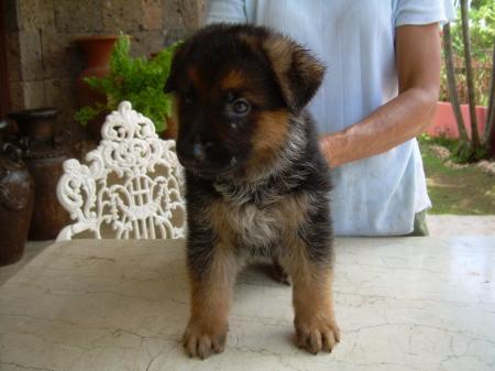 solo von kaiserplatz