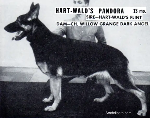 Hart-Wald's Pandora