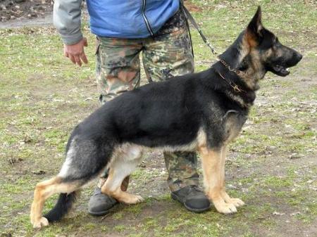 Amigo vom Neuenkirchner Land