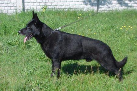 V Darius vom Nordpark