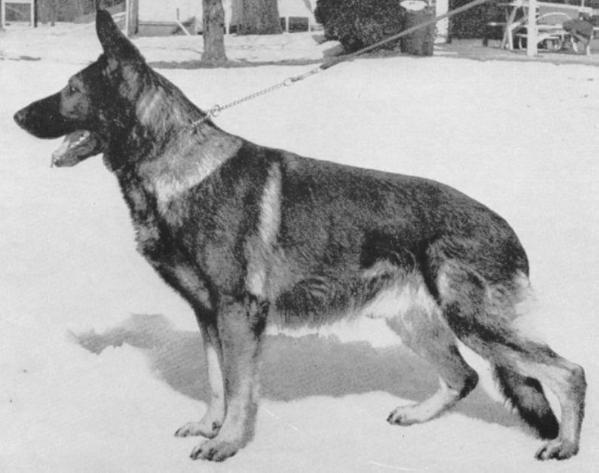 SG CH (US) Harry von Bollscheid