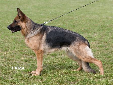 V Estrellest Indiana