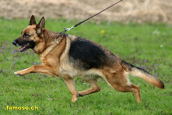 V 1 Yana von Bellissimo