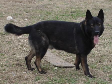 Julius aus der Waldkonig