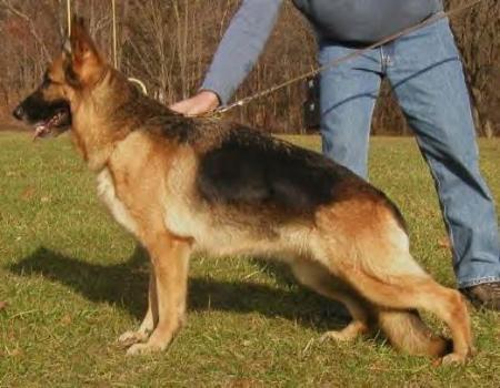 Yola vom Schloß Rügland