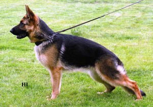 V,VT, OV(CZ) EIRYN z Arnultovic