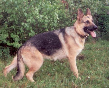 Zona Roxy Razz von BirchHill