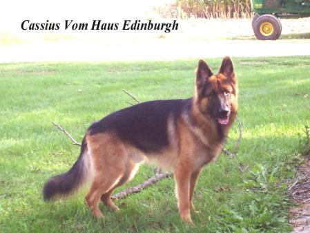 Cassius Vom Haus Edinburgh