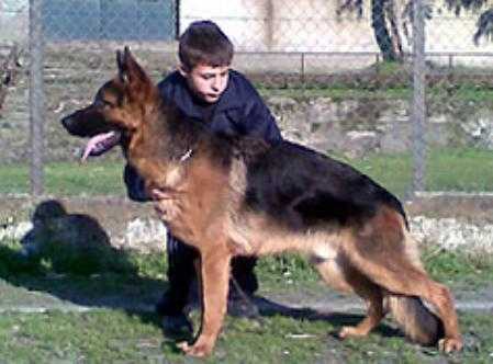 norton dell' isola dei baroni