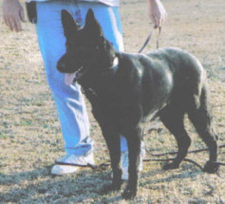 Zeus Von Wolfenburg