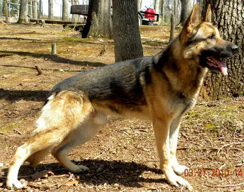 Hessel from O'Donnell's