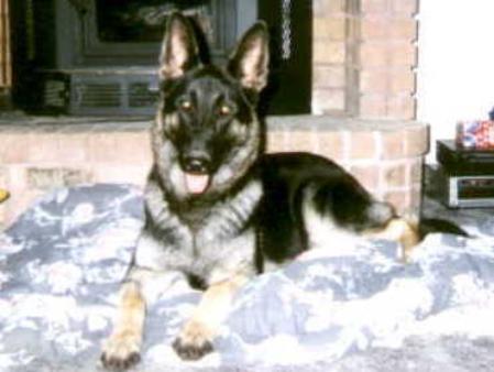 Rocky's Ms Jasmine of Sheba