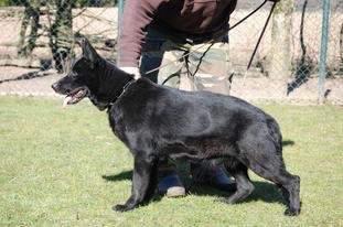 V Kara vom Geefacker