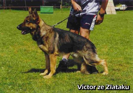 Victor ze Zlataku