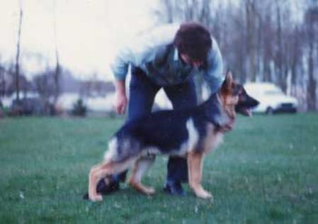 Basko du Bois du Luxembourg