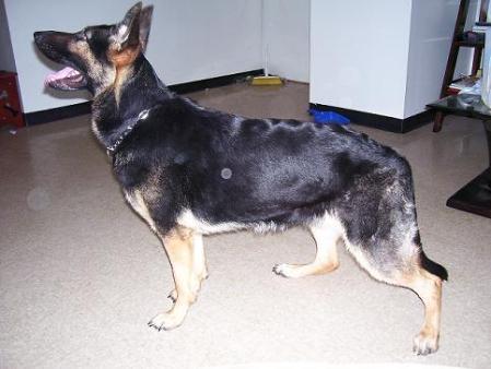 Phoenix vom younghaus