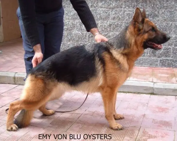 Emy von Blu Oysters