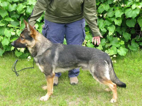 SG Carlos First-Slovakia (Vorian)